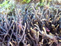 Cladostephus hirsutus