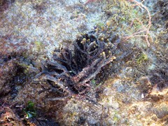 Cladostephus hirsutus