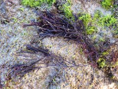 Cladostephus hirsutus