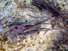 Cladostephus hirsutus