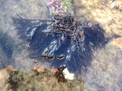 Cladostephus hirsutus