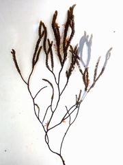 Cladostephus hirsutus