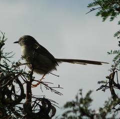 Prinia subflava pondoensis