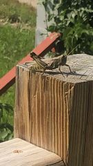 Melanoplus differentialis