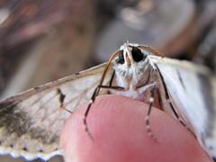 Pingasa abyssiniaria