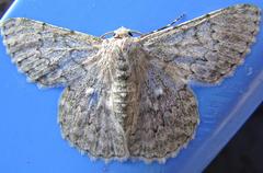 Pingasa abyssiniaria