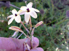 Ixia paniculata