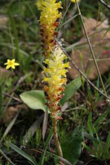Lachenalia lutea