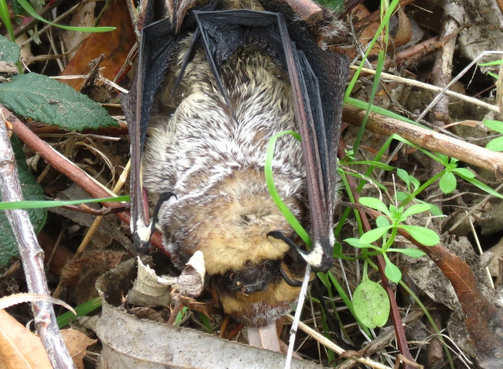 Hoary Bat (Mammals of the Kaibab National Forest) · iNaturalist