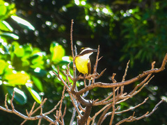 Pitangus sulphuratus