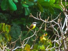 Pitangus sulphuratus