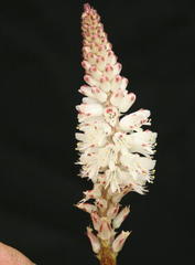 Lachenalia contaminata