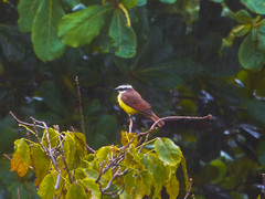 Pitangus sulphuratus