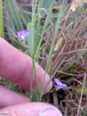 Psoralea laxa