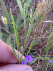 Psoralea laxa