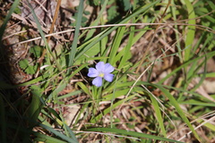 Linum leonii