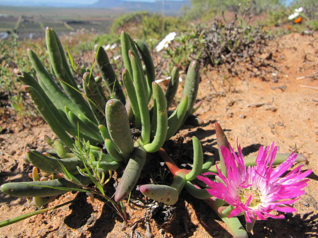 Cephalophyllum pulchrum