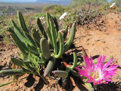 Cephalophyllum pulchrum