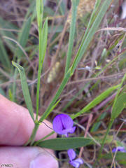 Psoralea laxa