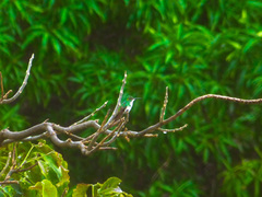 Chrysuronia leucogaster