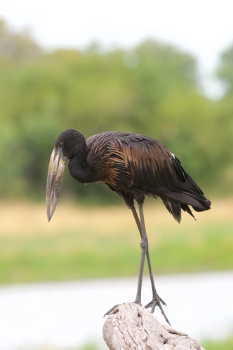 African Openbill