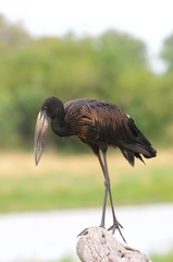 African Openbill photo 4
