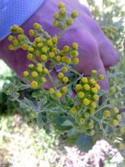 Senecio halimifolius