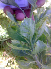 Senecio halimifolius