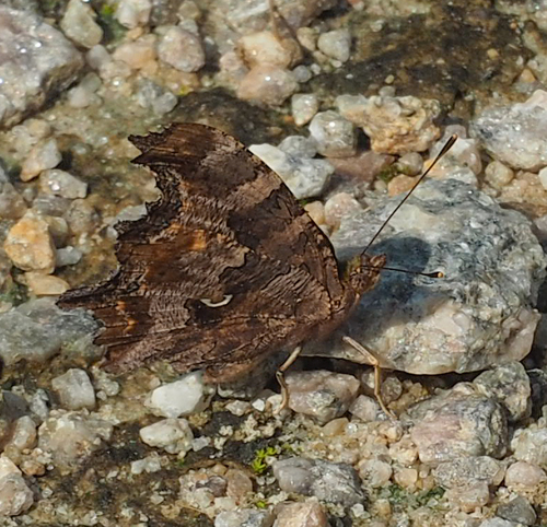 Eastern Comma photo 4