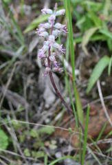 Lachenalia haarlemensis