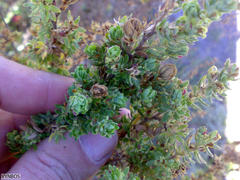 Cliffortia polygonifolia polygonifolia