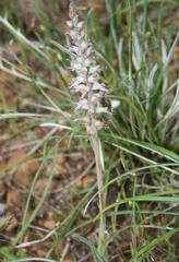 Lachenalia haarlemensis