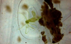 Hydra viridissima