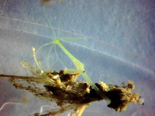 Hydra viridissima