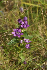 Gentianella auriculata