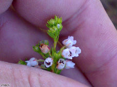 Erica margaritacea