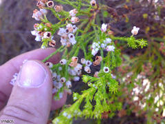 Erica margaritacea