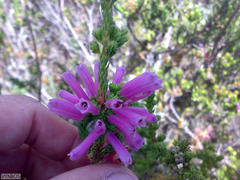 Erica verticillata