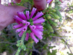 Erica verticillata