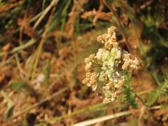 Aceria kiefferi