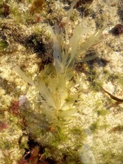 Desmarestia ligulata