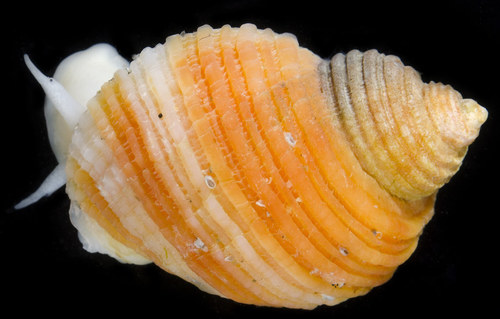 Nucella canaliculata (Duclos, 1832)
