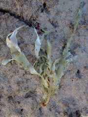 Desmarestia ligulata