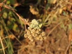 Aceria kiefferi
