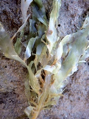 Desmarestia ligulata