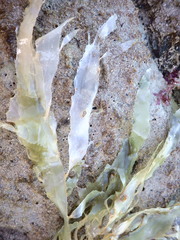 Desmarestia ligulata