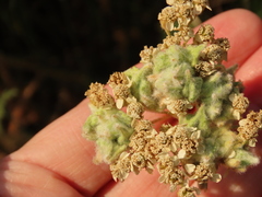 Aceria kiefferi