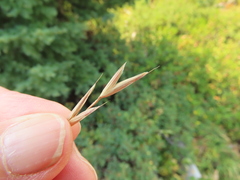 Bromus marginatus