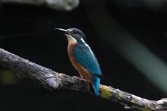 Alcedo atthis