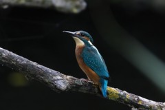 Alcedo atthis